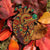 Starry Night Heart - Autumn Orange