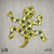 Lizard Patches - LP4 - Inception